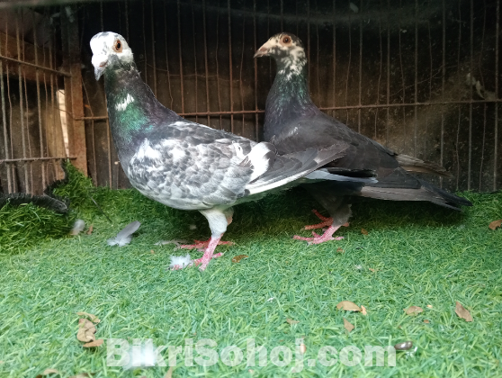 গ্রিজেল রেসার কবুতর